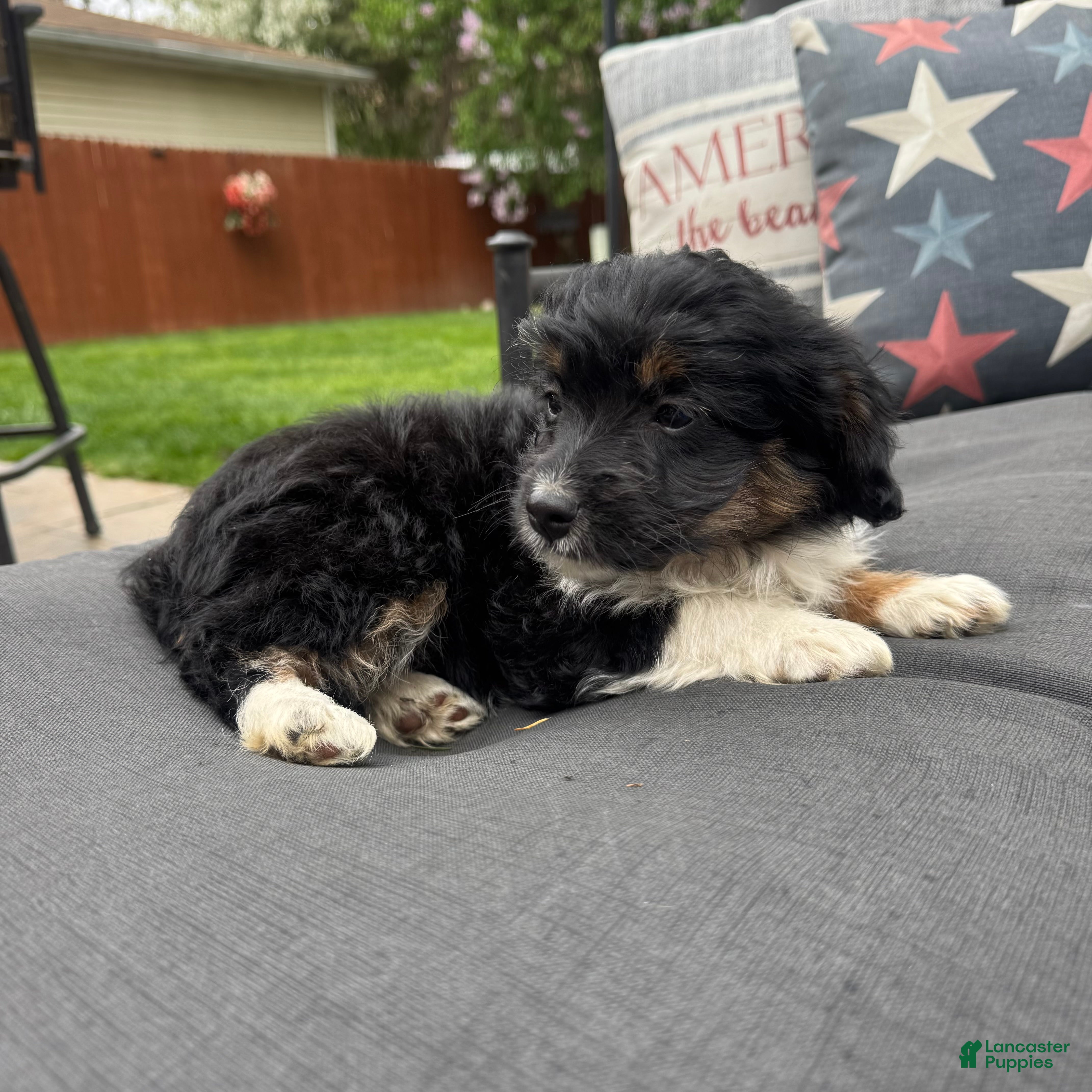 Mixed Breed dogs 1Lily  - Ad 9