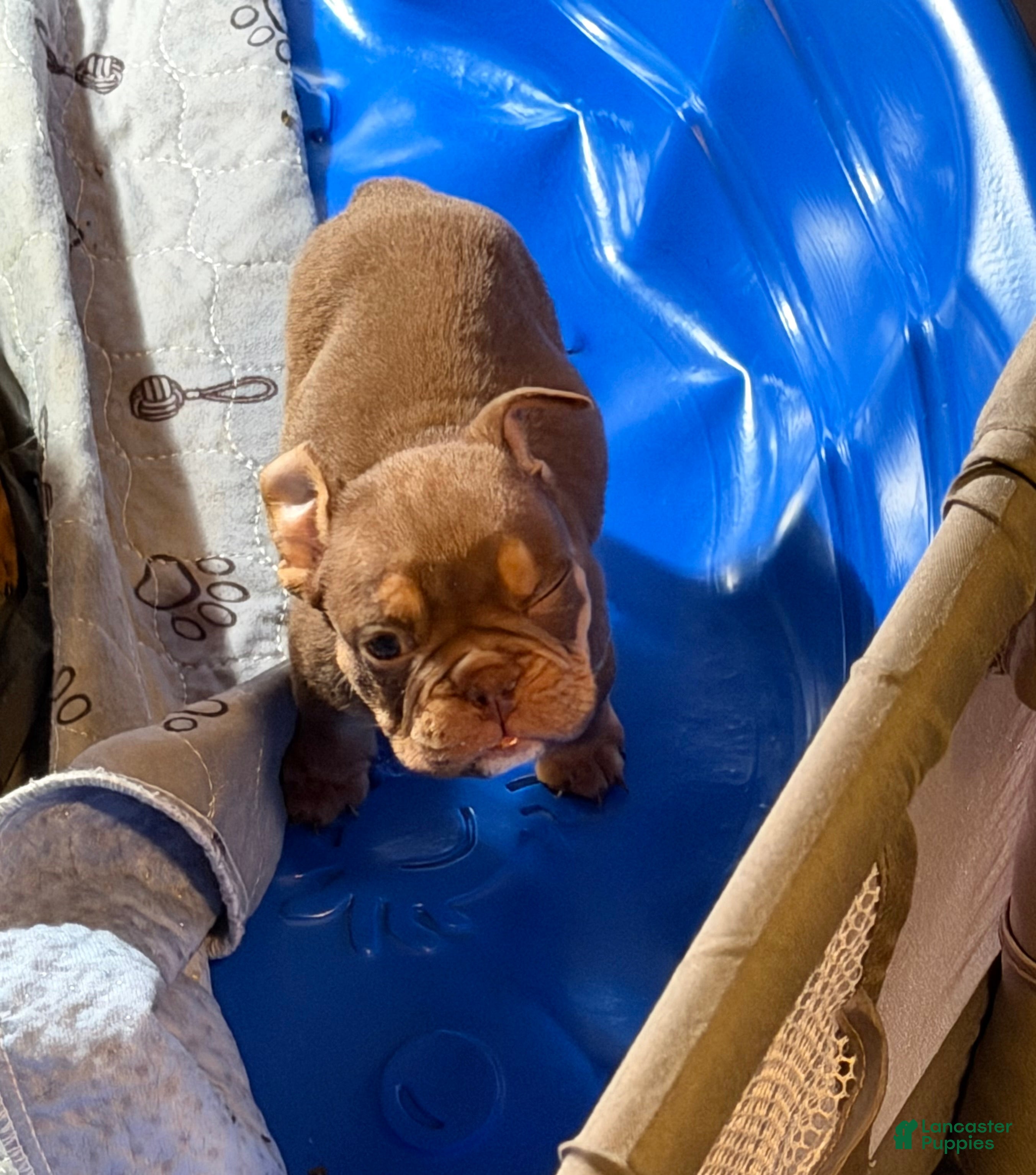 English Bulldog dogs Aries  - Ad 21