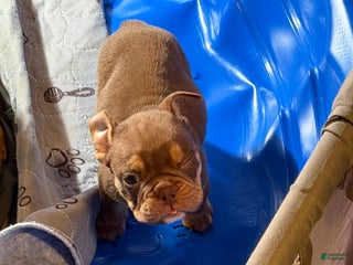 English Bulldog dogs Aries - Ad 1