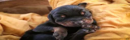 Doberman Pinscher dogs for sale: Ambrose - Ad 4