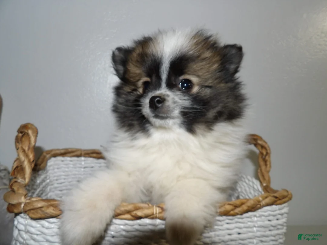 Gallery Image {{count}}