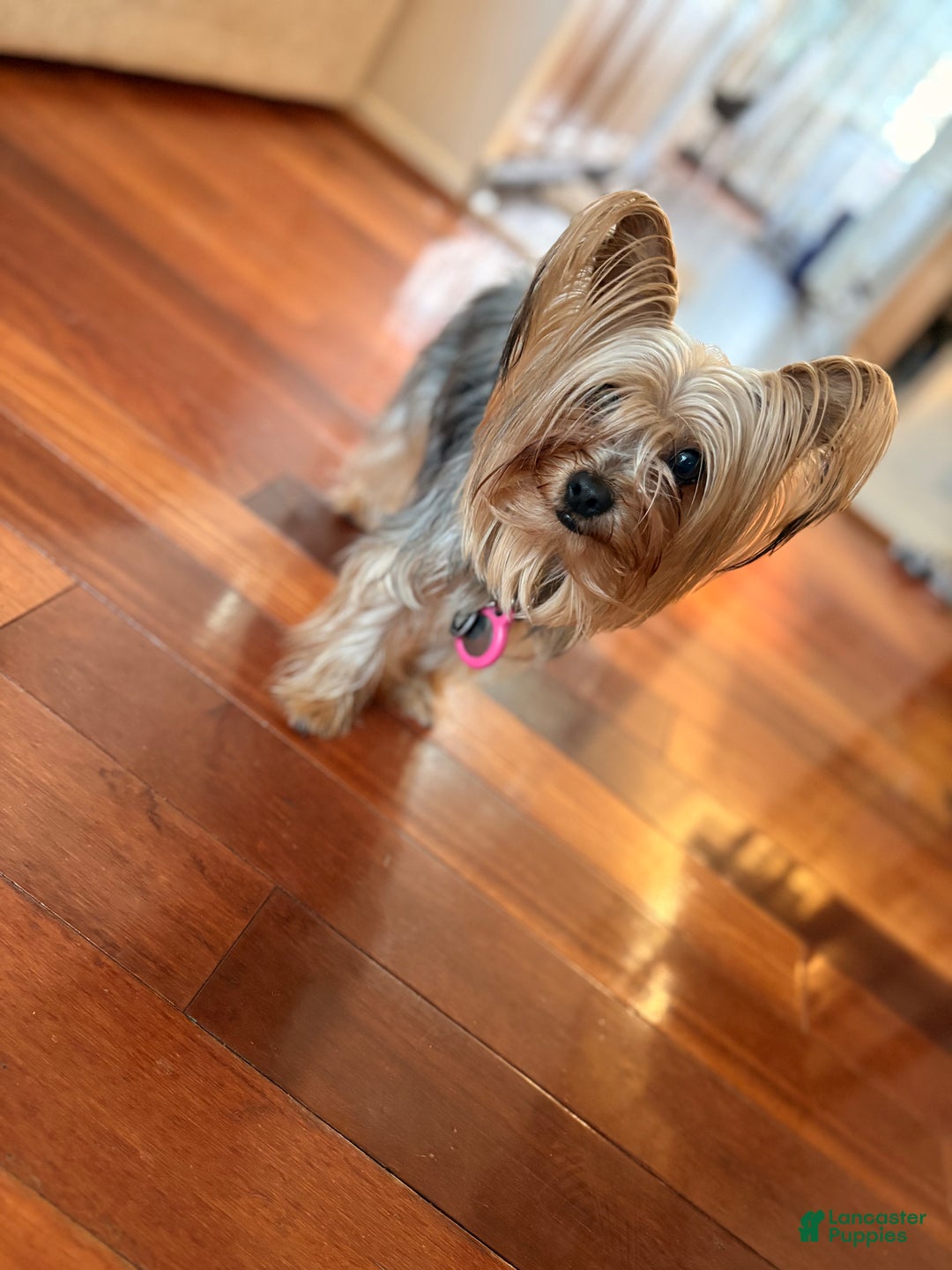 Yorkshire Terrier dogs for sale: Peewee - Ad 5