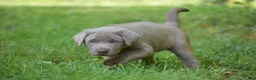 Labrador Retriever dogs for sale: Bear - Ad 4
