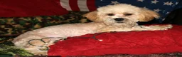 Shihpoo dogs for sale: Luke - Ad 7