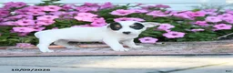 Jack Russell Terrier dogs for sale: Winona - Ad 4