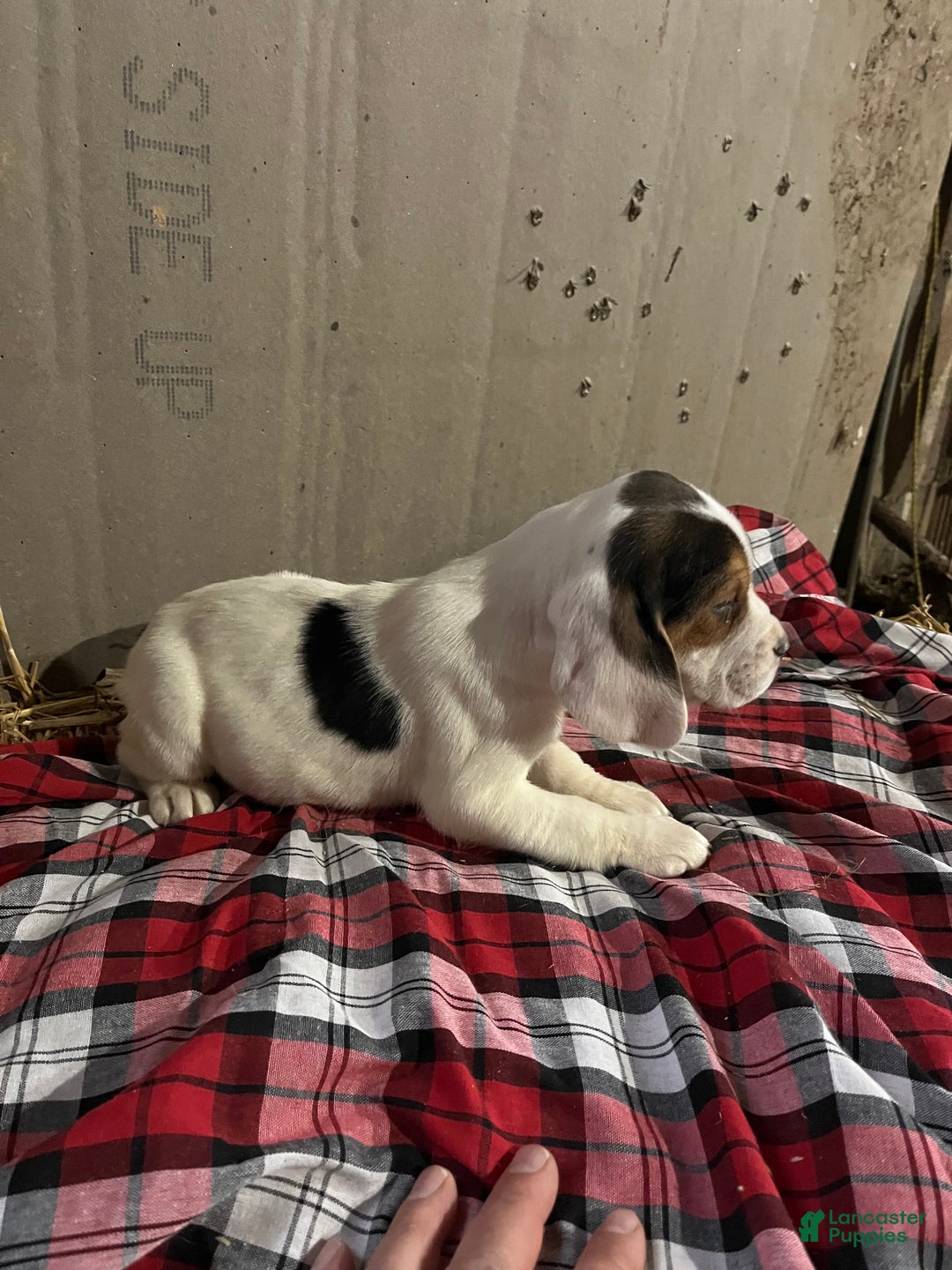 Mixed Breed dogs for sale: Angel  - Ad 1