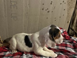 Mixed Breed dogs Angel - Ad 41