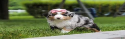 Miniature Australian Shepherd dogs for sale: Brittany - Ad 7