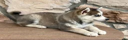Pomsky dogs for sale: Maverick - Ad 5