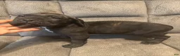 Cane Corso dogs for sale: Cane Corso Puppy 3 - Ad 2
