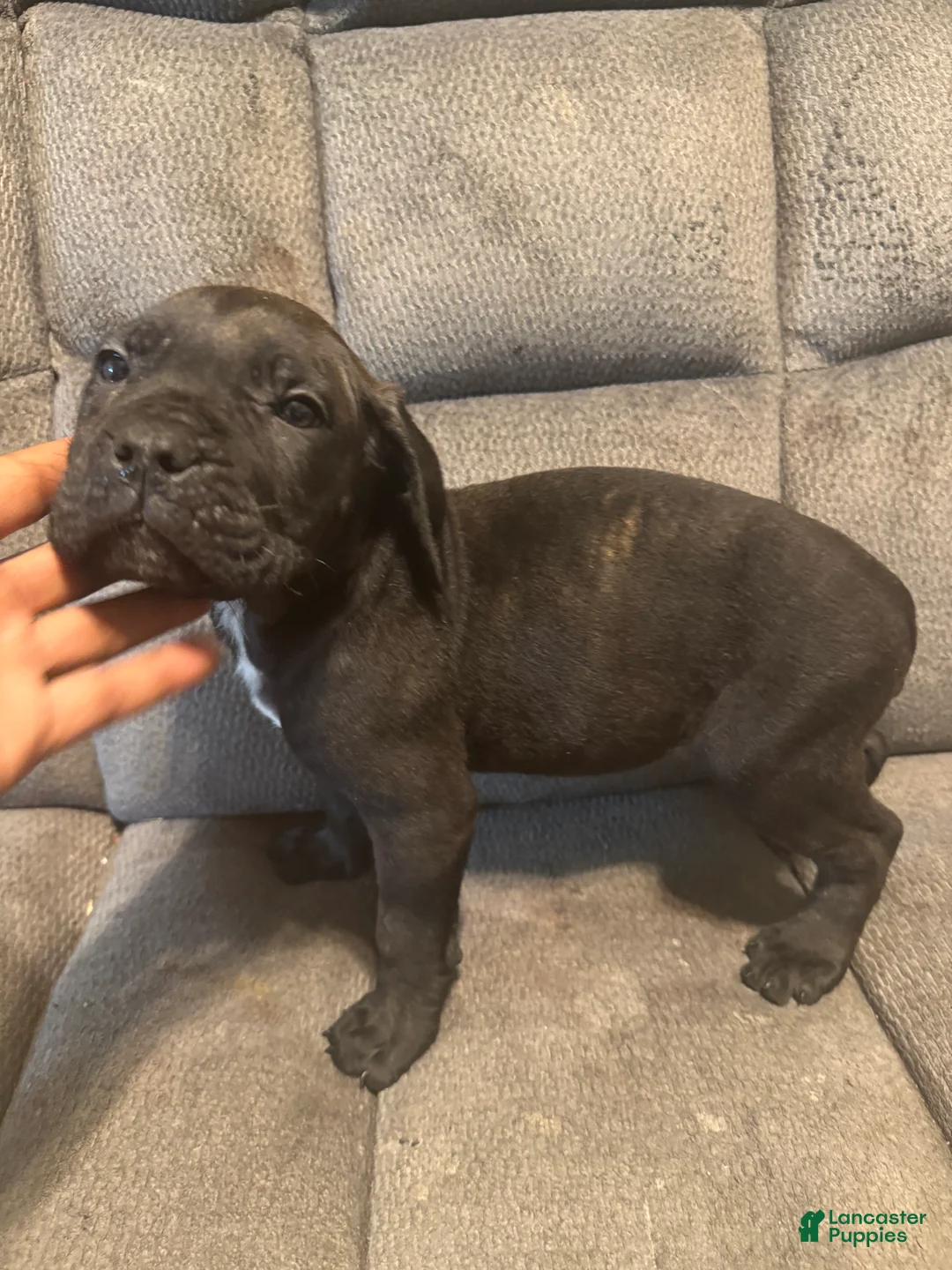 Cane Corso dogs for sale: Cane Corso Puppy 3 - Ad 2