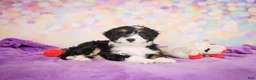 Mini Bernedoodle dogs for sale: Smokey - Ad 4