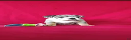 English Bulldog dogs for sale: Brady - Ad 6