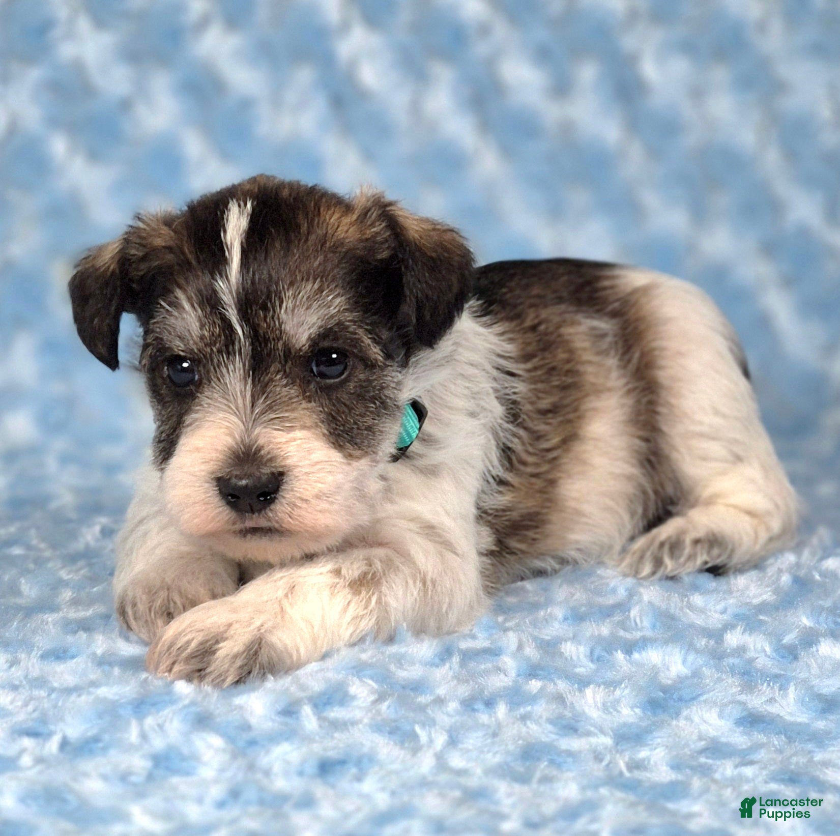Miniature Schnauzer dogs Patch - Ad 2