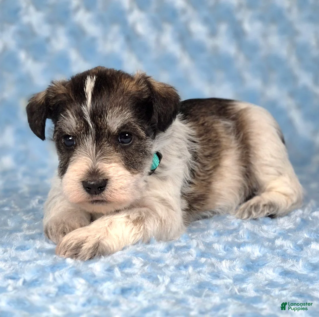 Miniature Schnauzer dogs for sale: Patch - Ad 2