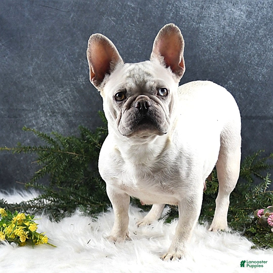 French Bulldog dogs for sale: Wrenlee - Ad 16