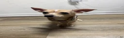 Chihuahua dogs for sale: Nova - Ad 1