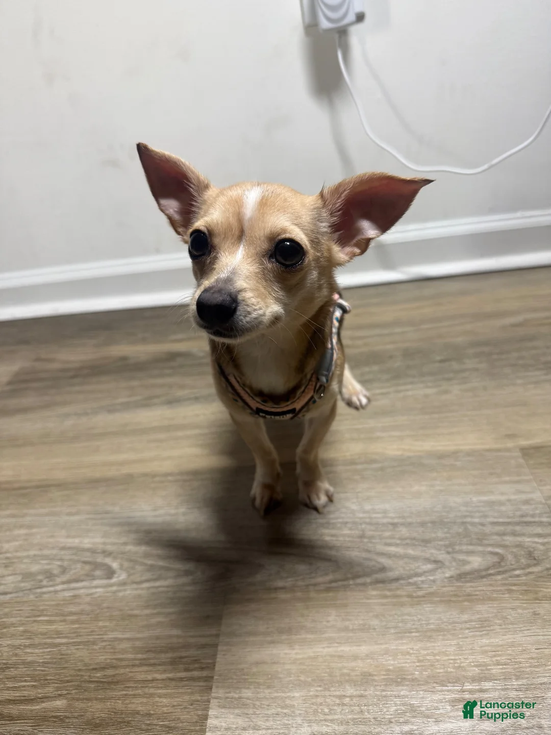 Chihuahua dogs for sale: Nova - Ad 1