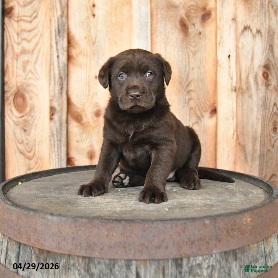 Labrador Retriever dogs for sale: Eden - Ad 2