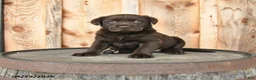 Labrador Retriever dogs for sale: Eden - Ad 1