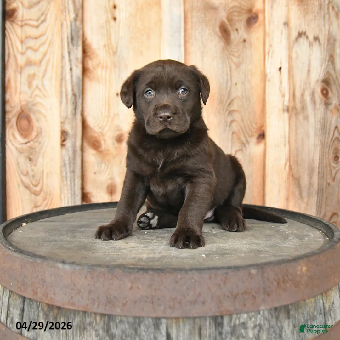 Labrador Retriever dogs for sale: Eden - Ad 1