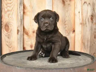 Labrador Retriever dogs for sale: Eden - Ad 2