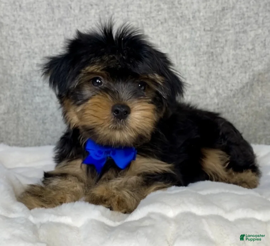 Yorkshire Terrier dogs for sale: Hugo - Ad 5
