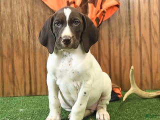German Shorthaired Pointer dogs Champ - Ad 3