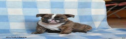 English Bulldog dogs for sale: Mccoy - Ad 2