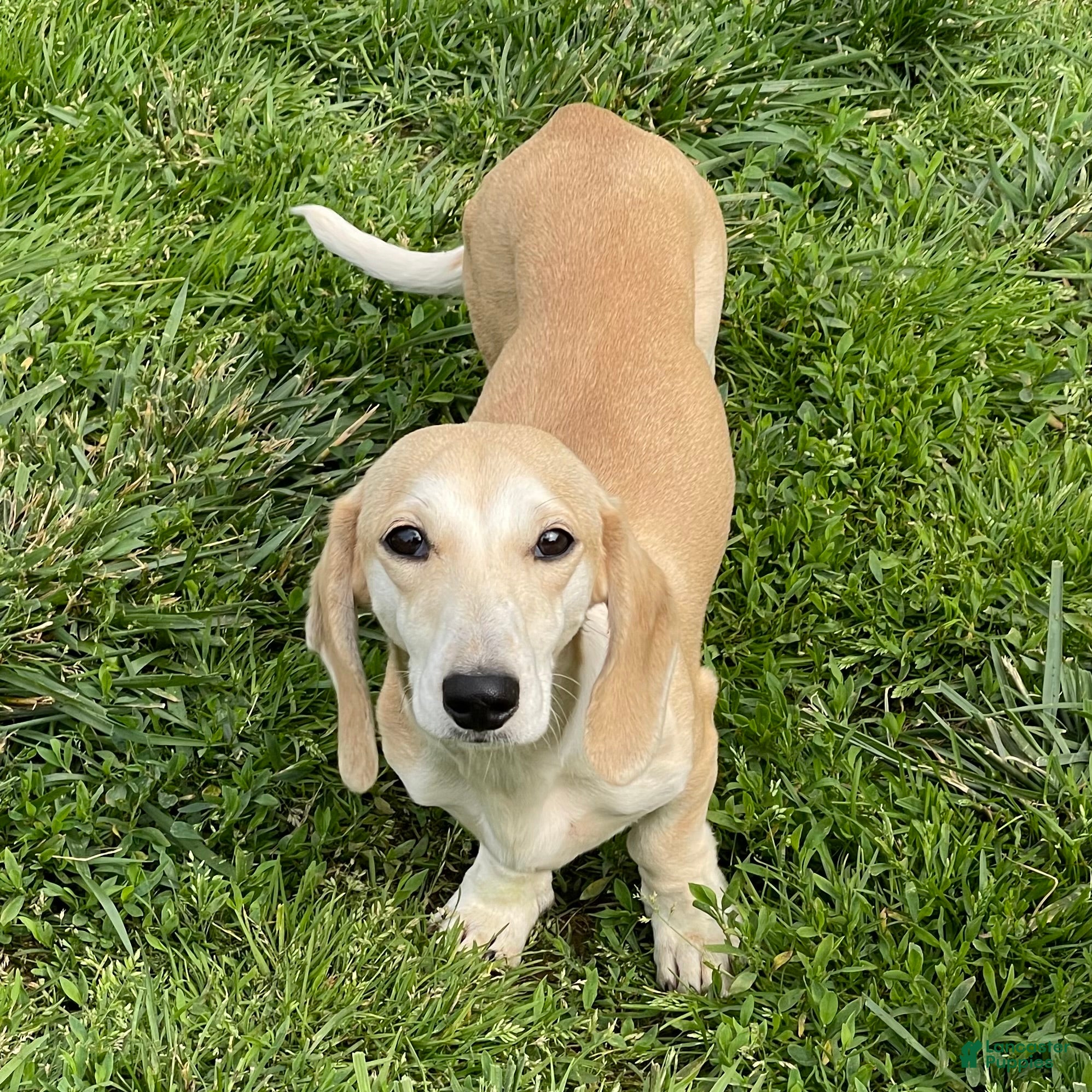 Dachshund dogs Bailey - Ad 37