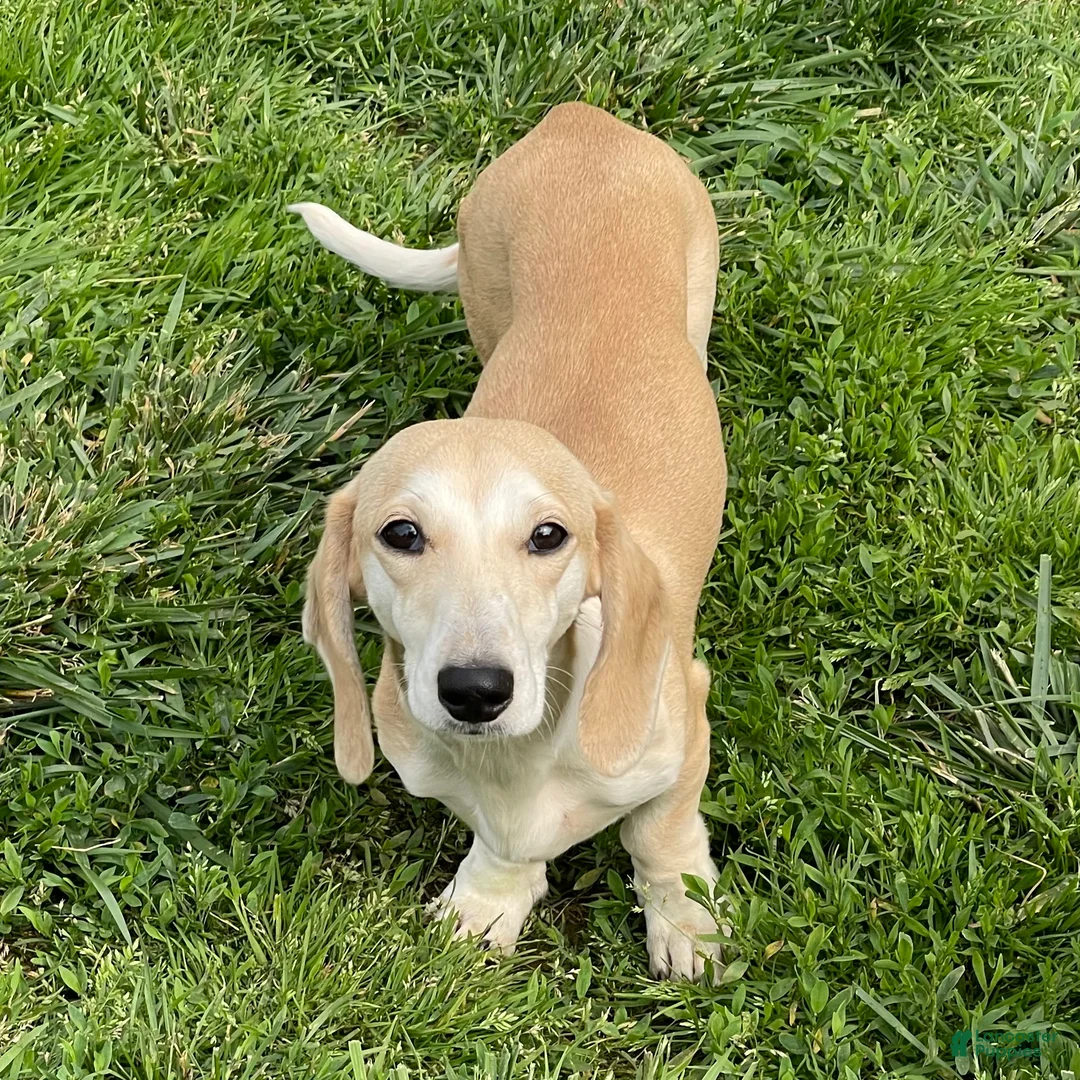 Dachshund dogs for sale: Bailey - Ad 1