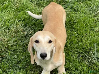 Dachshund dogs Bailey - Ad 37