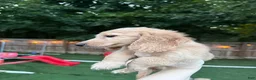 Miniature Dachshund dogs for sale: Ted - Ad 2