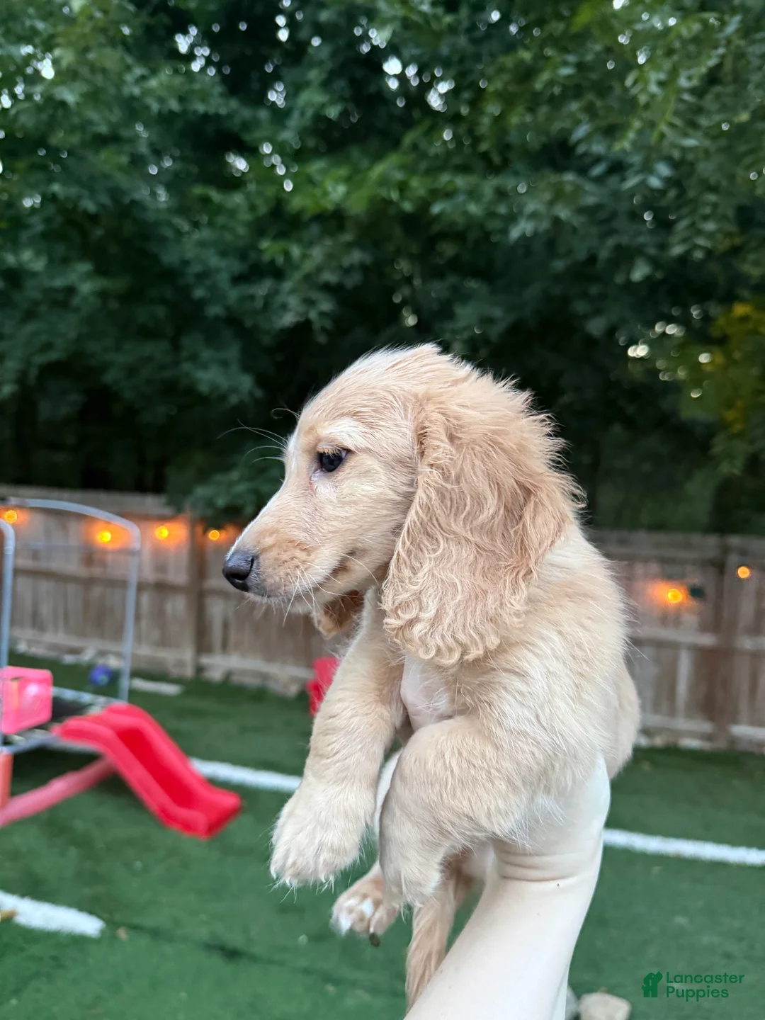Miniature Dachshund dogs for sale: Ted - Ad 2