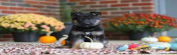 German Shepherd dogs for sale: Molly - Ad 7