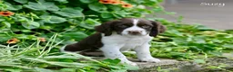 English Springer Spaniel dogs for sale: Suzy - Ad 4