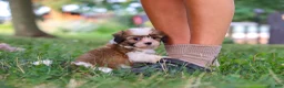 Shih Tzu dogs for sale: Coco - Ad 8