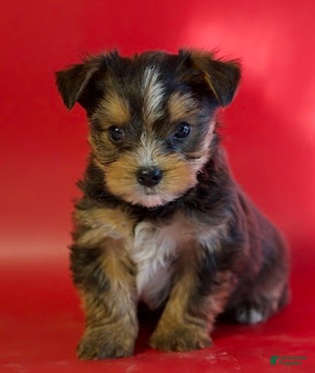 Yorkshire Terrier dogs for sale: Yorkshire Terrier Puppy 1 - Ad 1