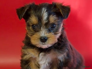 Yorkshire Terrier dogs Yorkshire Terrier Puppy 1 - Ad 27