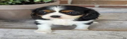 Cavalier King Charles Spaniel dogs for sale: molly - Ad 5