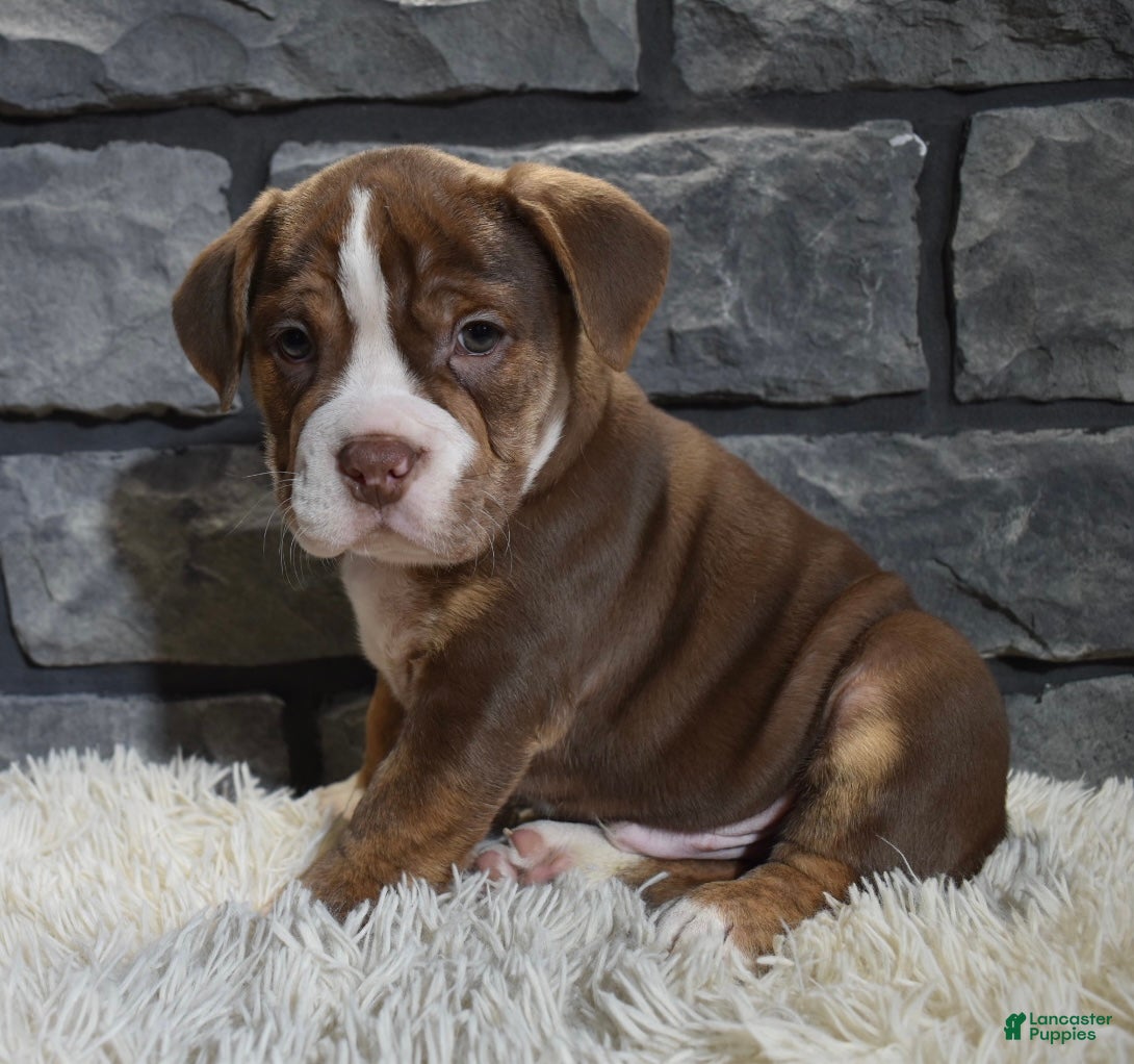 Mixed Breed dogs Riley  - Ad 30