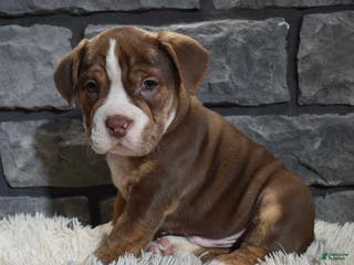 Mixed Breed dogs Riley - Ad 37