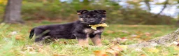 German Shepherd dogs for sale: Randy - Ad 8