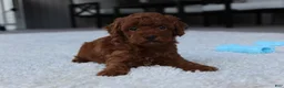 Toy Poodle dogs for sale: Ashton - Ad 3