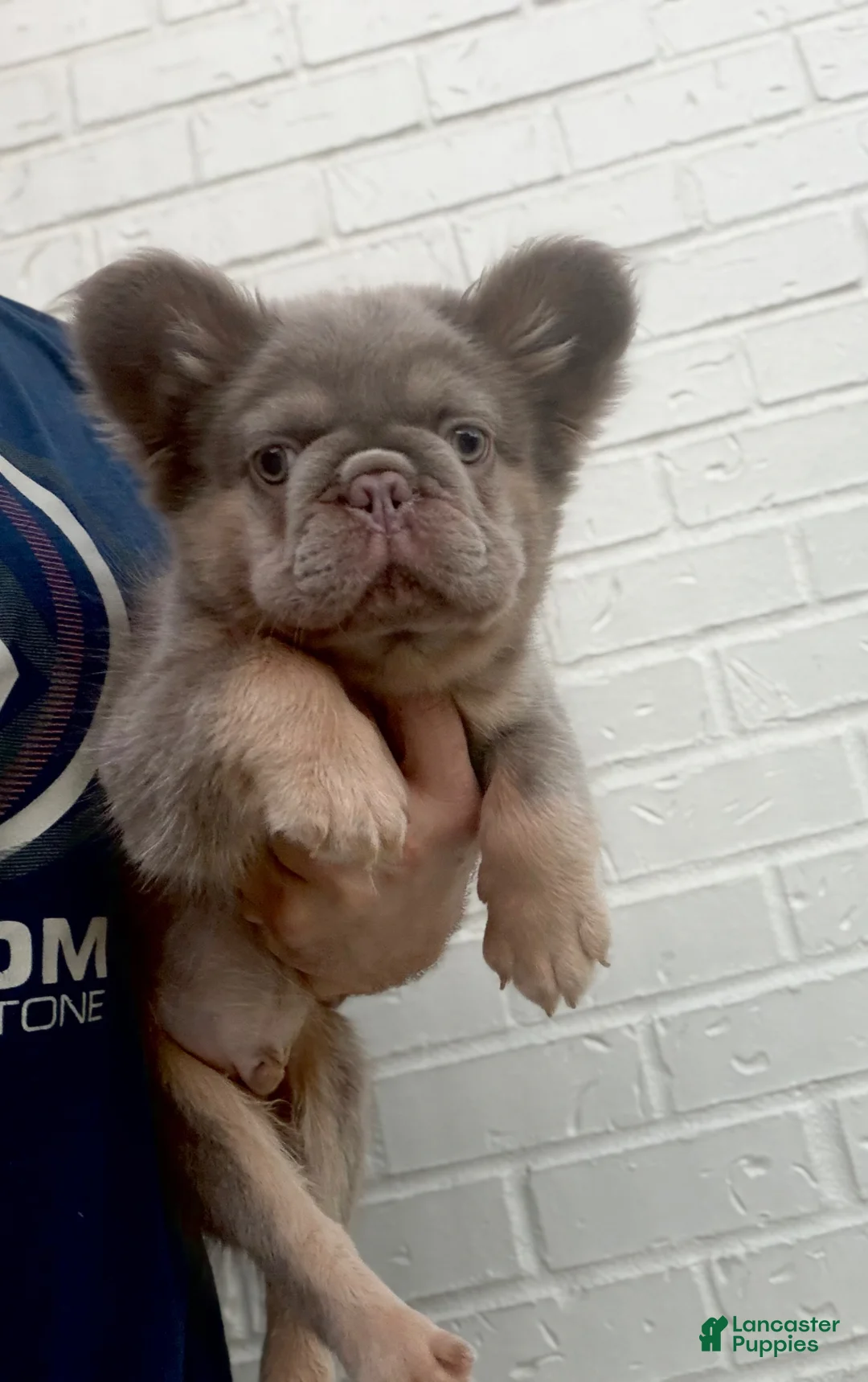 French Bulldog dogs for sale: French Bulldog Puppy 3 - Ad 2