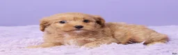 Cavapoo dogs for sale: Anna - Ad 4