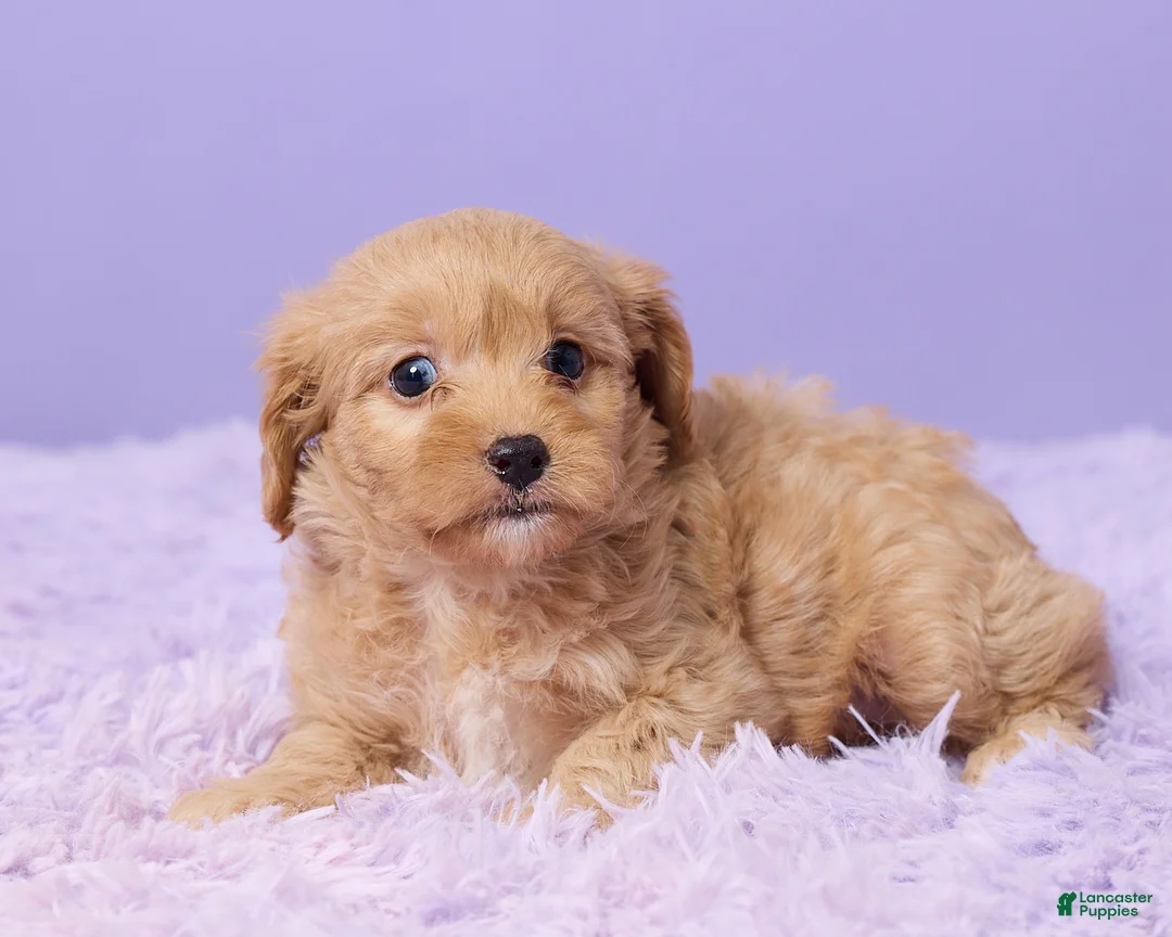 Cavapoo dogs for sale: Anna - Ad 4