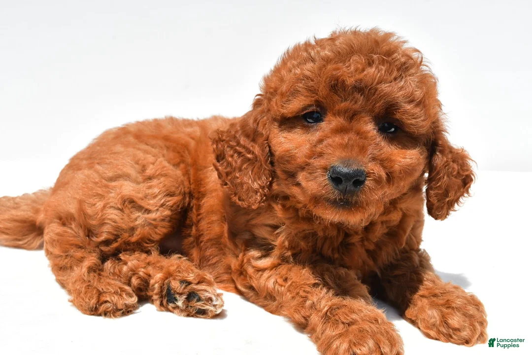 Mini Goldendoodle dogs for sale: Callie - Ad 1
