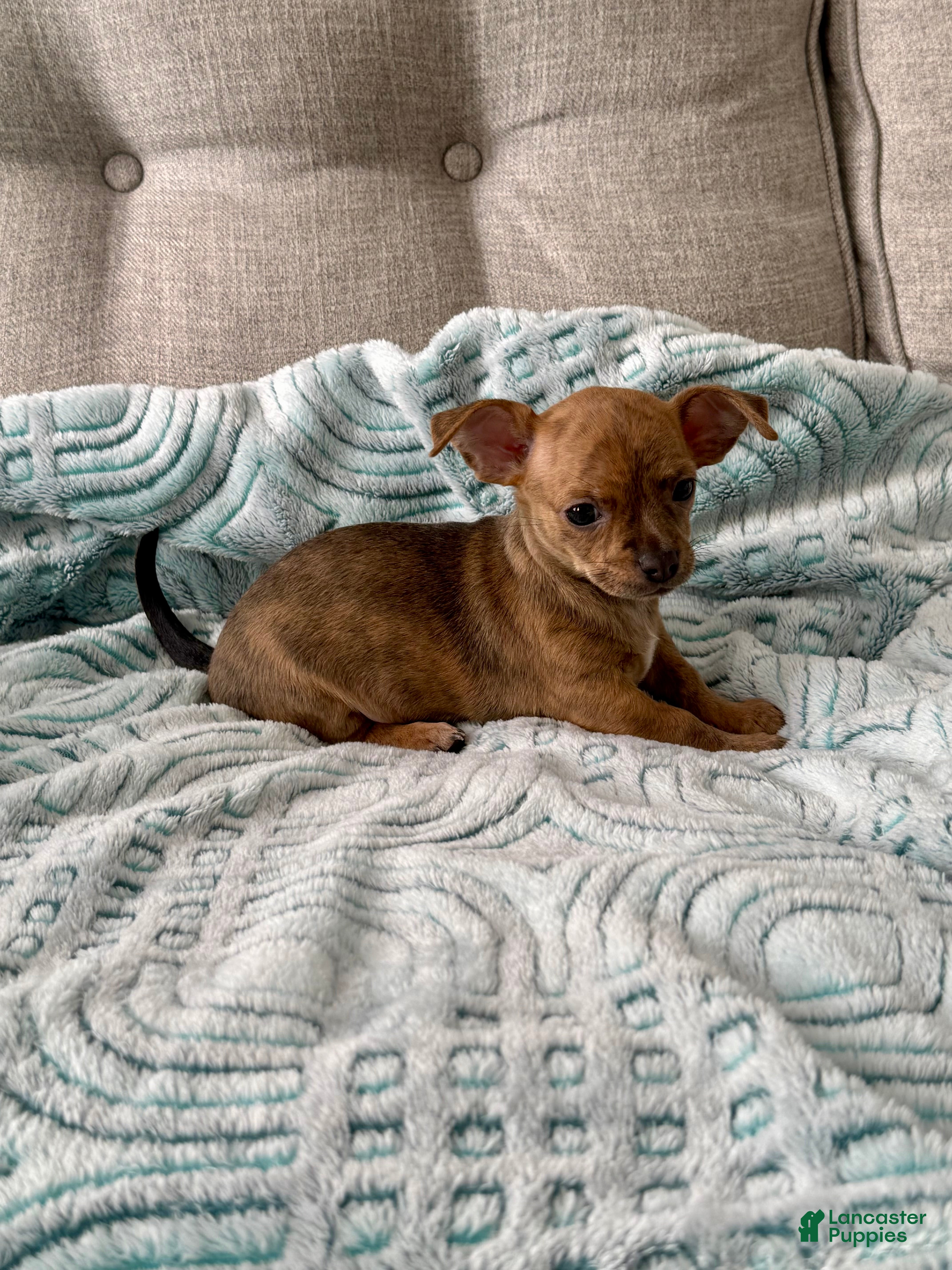 Chihuahua dogs Sully - Ad 2
