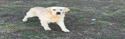 Golden Retriever dogs for sale: Joe - Ad 6